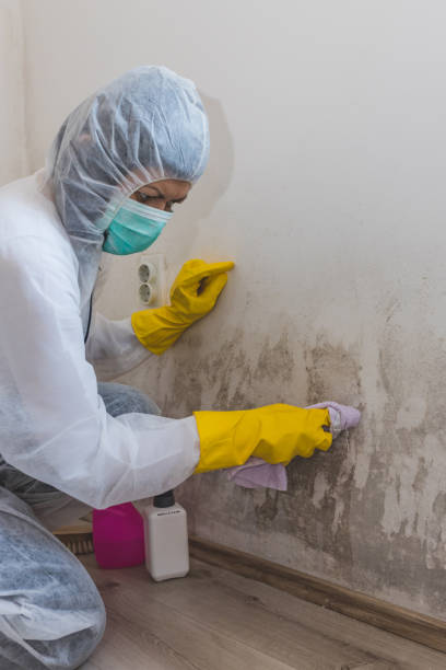 Best Post-Construction Mold Inspection  in Vergennes, VT
