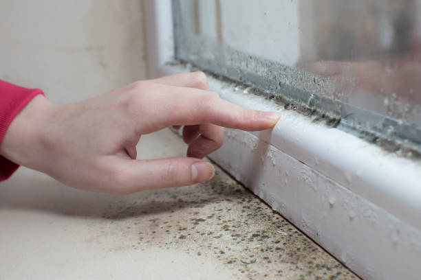 Best Residential Mold Inspection & Testing  in Vergennes, VT