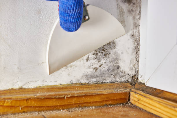 Best Emergency Mold Remediation  in Vergennes, VT