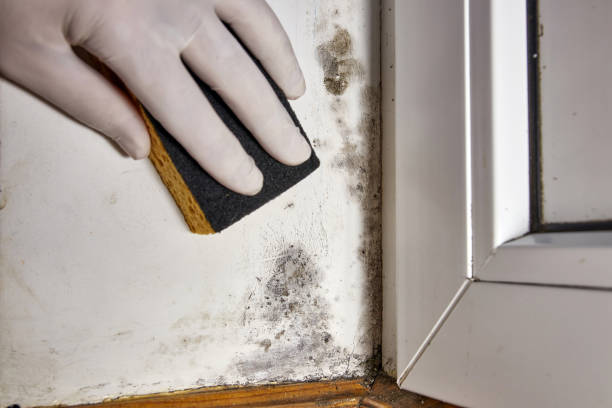 Best Mold Documentation for Insurance Claims  in Vergennes, VT